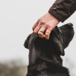 Perros señal para personas sordas