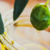 Aceite de oliva para los oídos